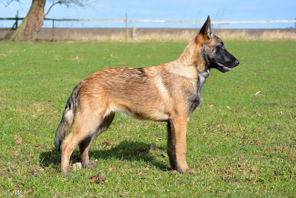 Malinois Mille e una notte dei baci di dama aka Zelda - Zelda (Mille E Una Notte dei baci di dama) 4 måneder billede 14