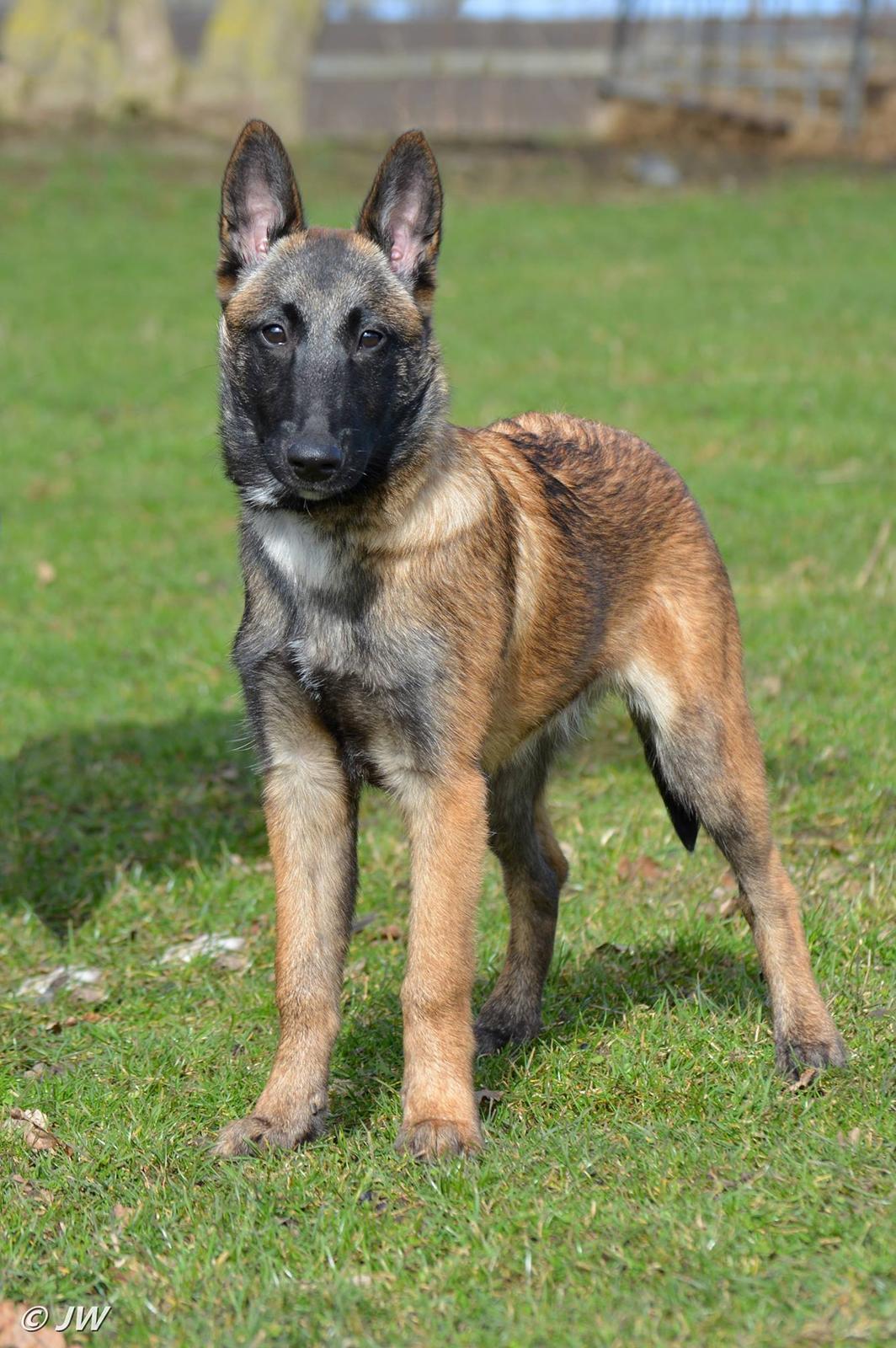 Malinois Mille e una notte dei baci di dama aka Zelda - Zelda (Mille E Una Notte dei baci di dama) 4 måneder billede 17