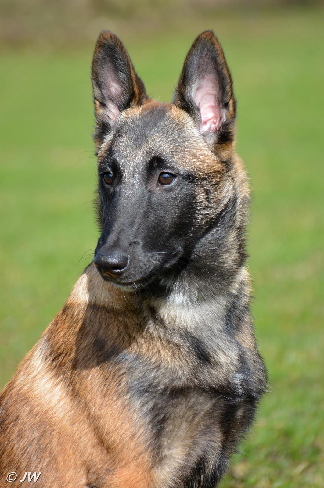 Malinois Mille e una notte dei baci di dama aka Zelda - Zelda (Mille E Una Notte dei baci di dama) 4 måneder billede 19