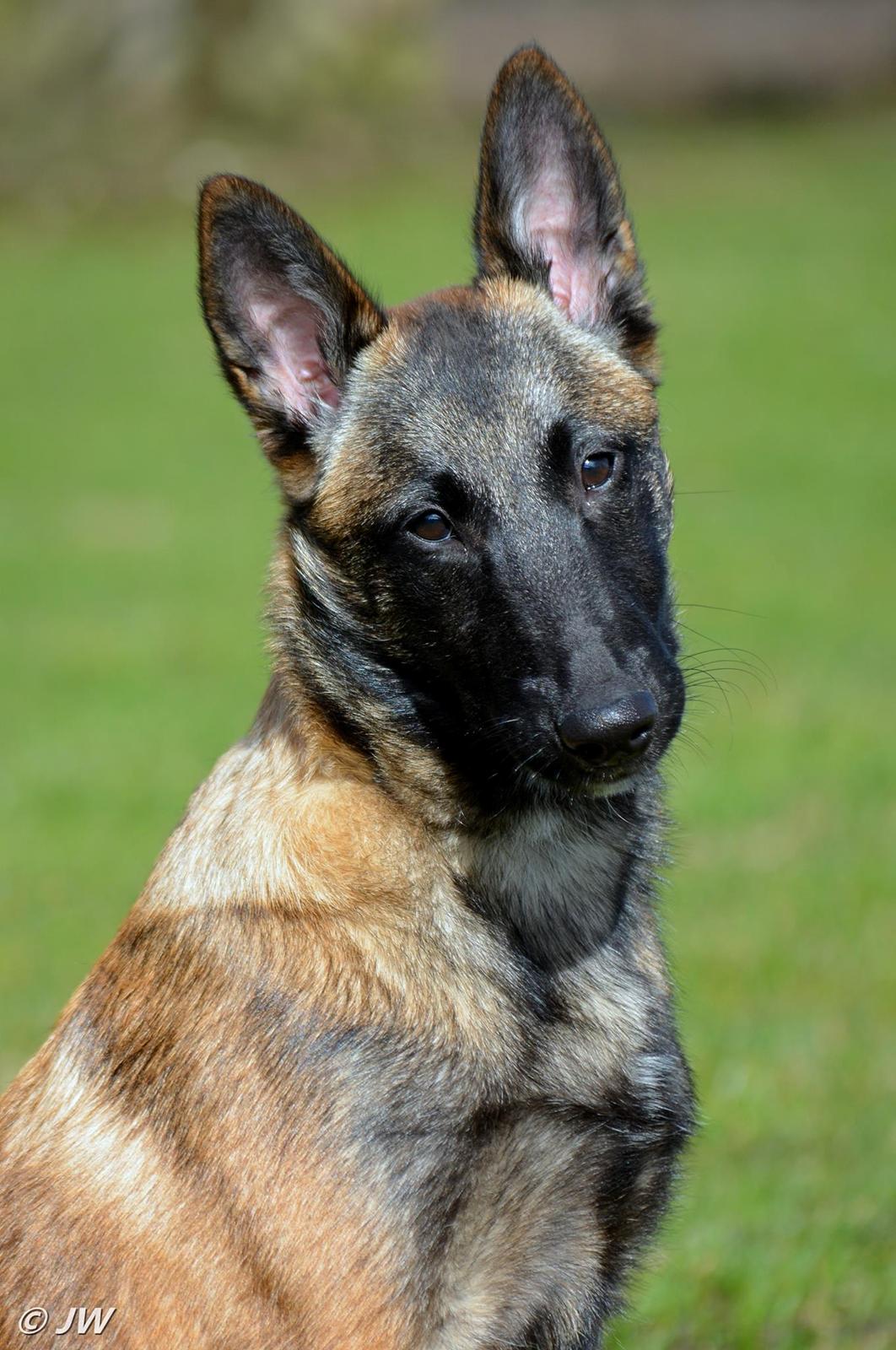 Malinois Mille e una notte dei baci di dama aka Zelda - Zelda (Mille E Una Notte dei baci di dama) 4 måneder billede 16