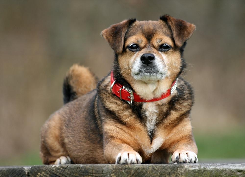 Blanding af racer Lilly - Lilly på sin 13 års fødselsdag billede 5