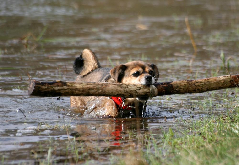 Blanding af racer Lilly billede 50