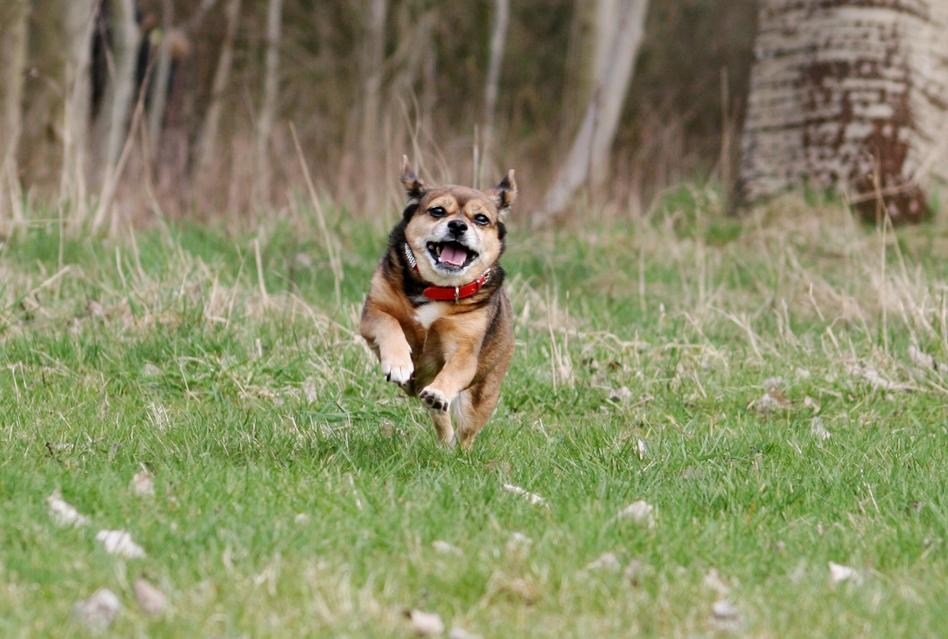 Blanding af racer Lilly billede 49
