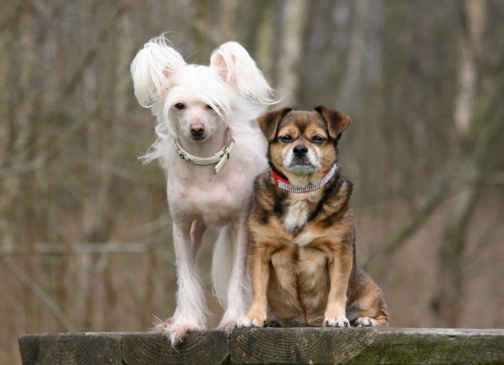 Blanding af racer Lilly billede 44