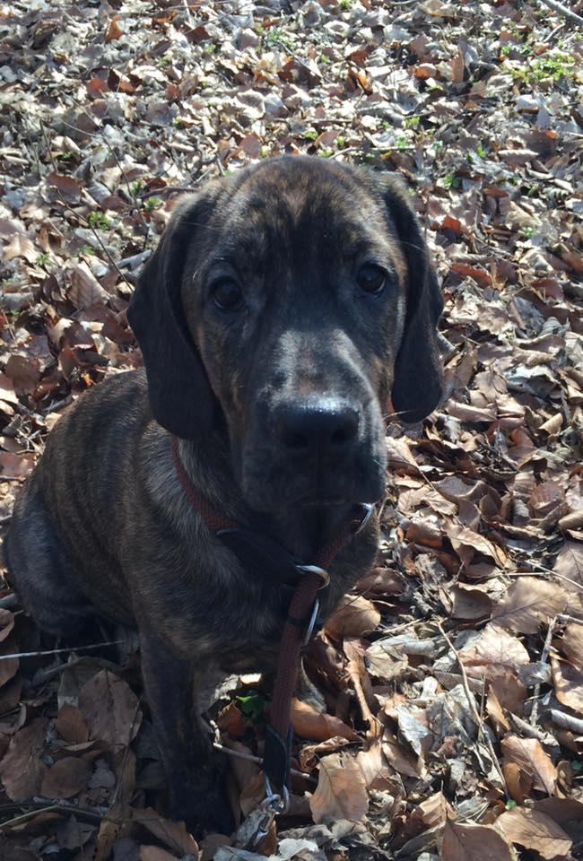 Blanding af racer Bodhi billede 1