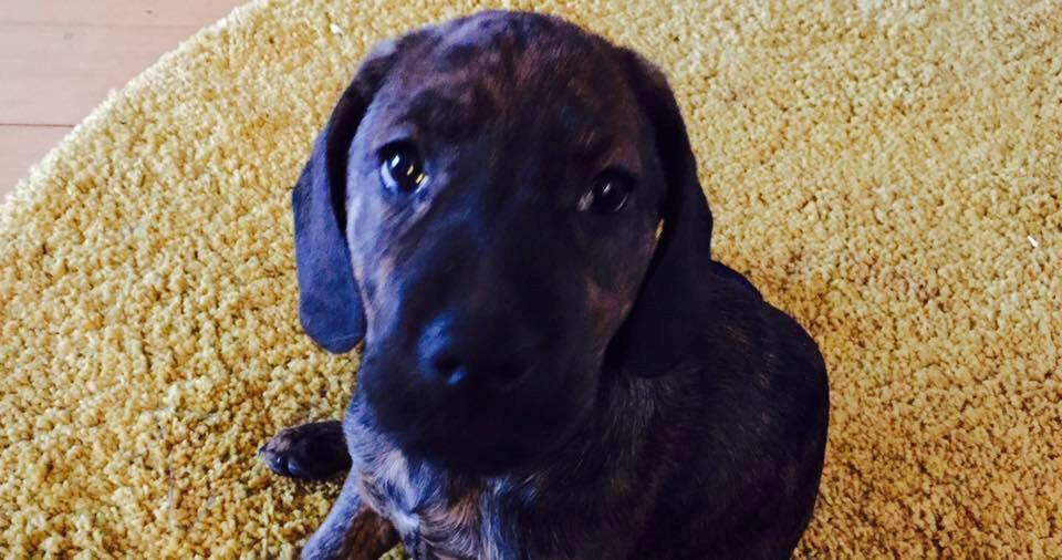 Blanding af racer Bodhi billede 2