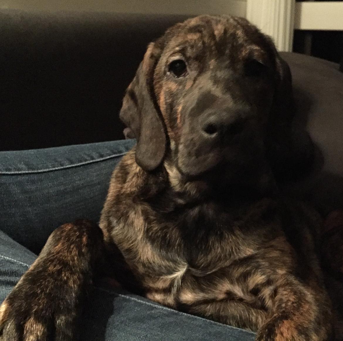 Blanding af racer Bodhi billede 5