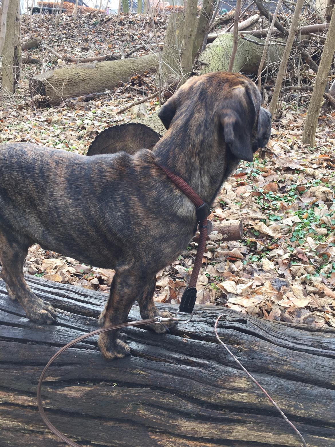 Blanding af racer Bodhi billede 6