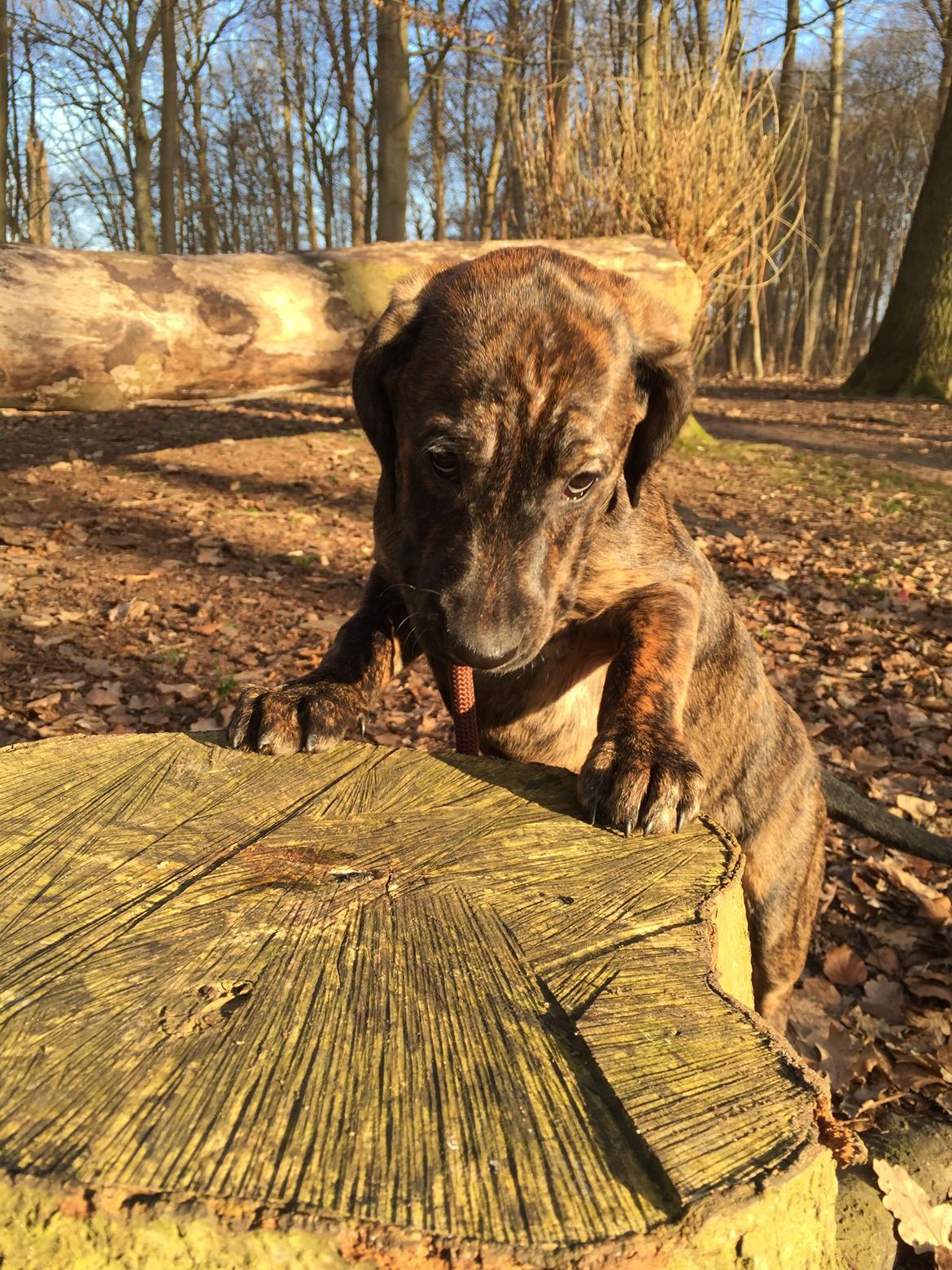 Blanding af racer Bodhi billede 4