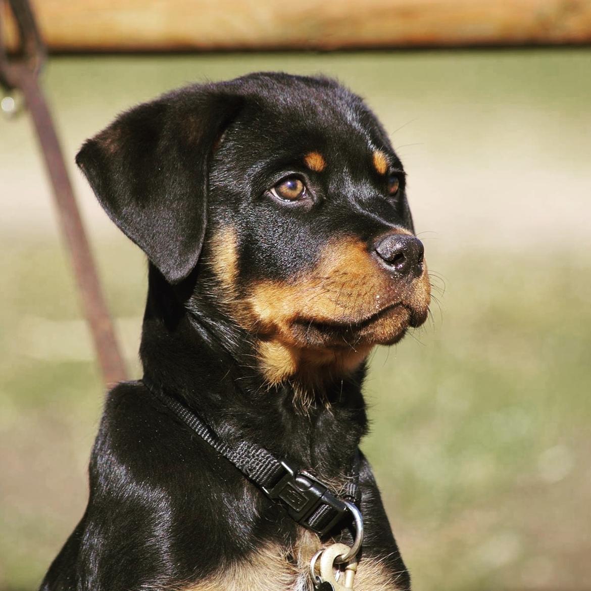 Rottweiler Bosco billede 27