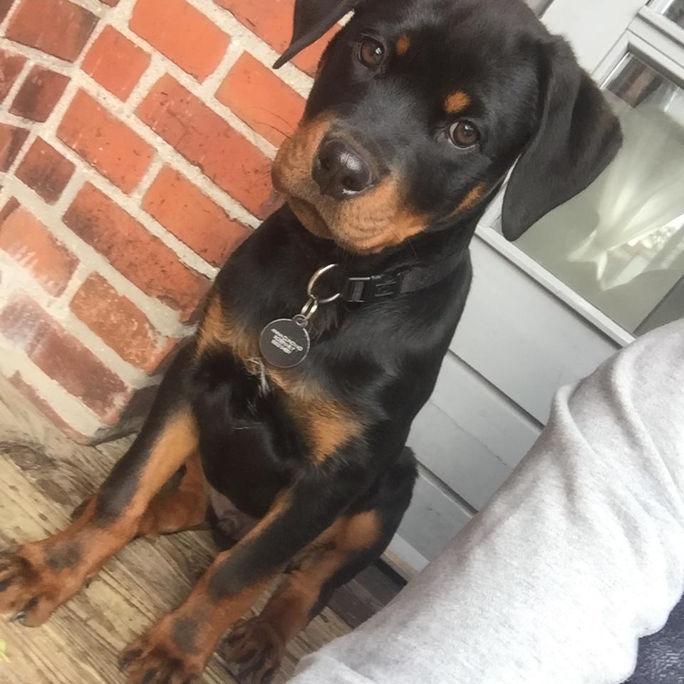Rottweiler Bosco billede 28