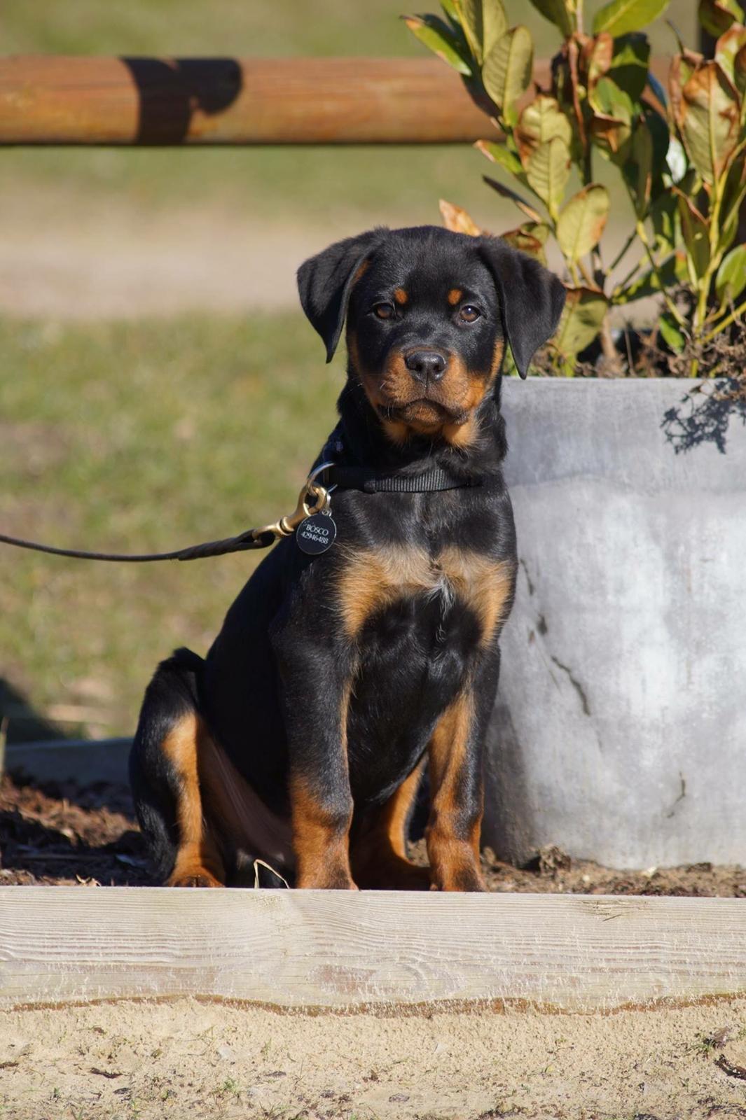 Rottweiler Bosco billede 31