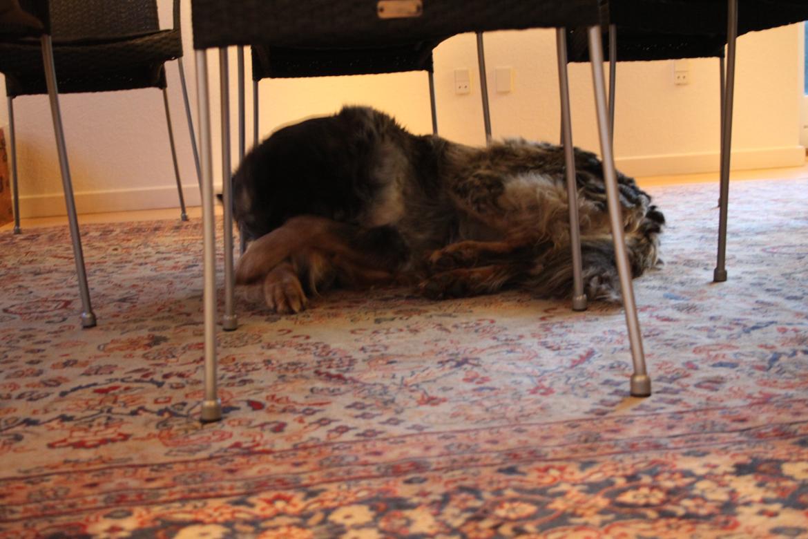 Blanding af racer Smilla billede 10