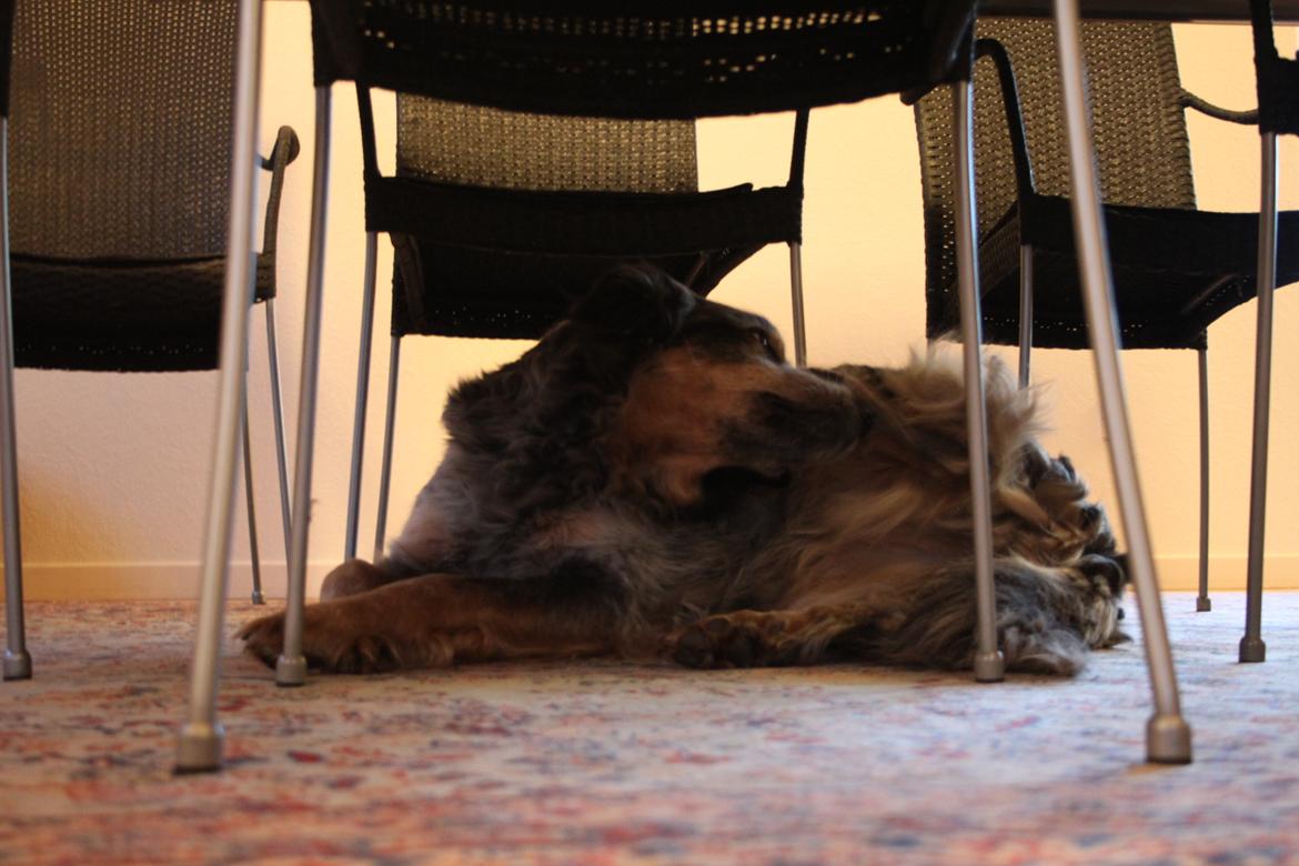 Blanding af racer Smilla billede 11