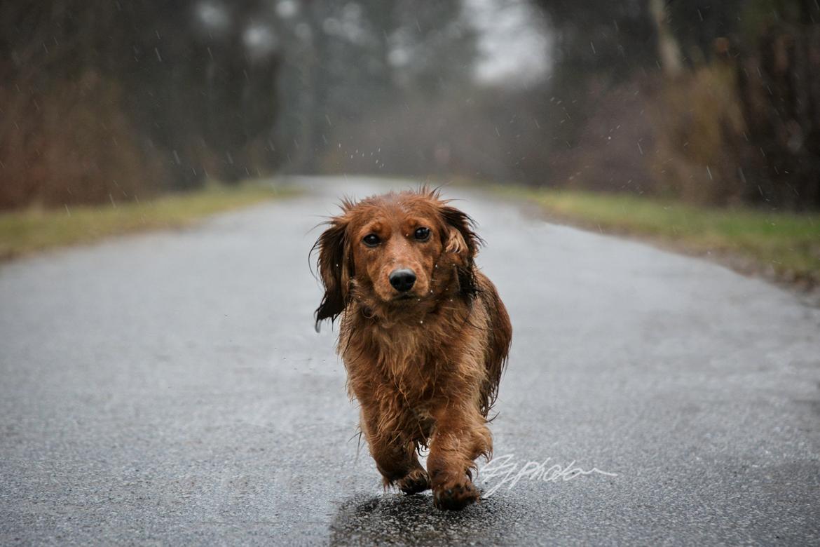 Dværggravhund Elton billede 2
