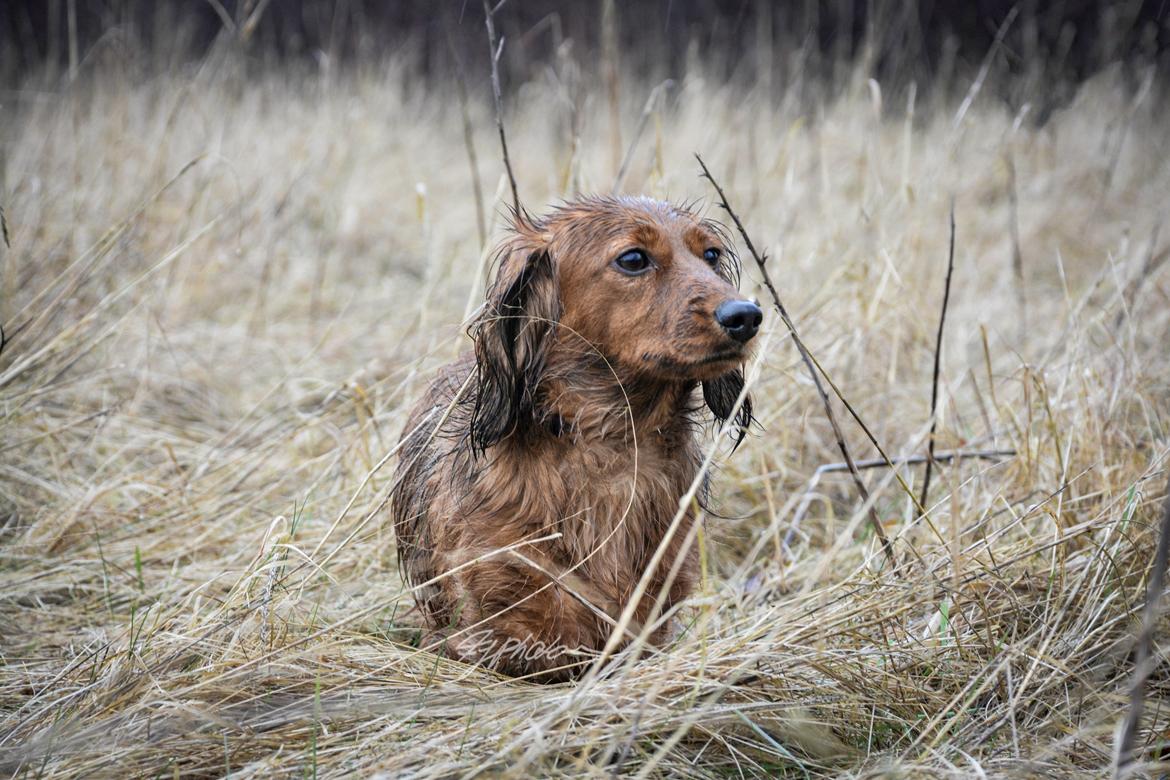 Dværggravhund Elton billede 5