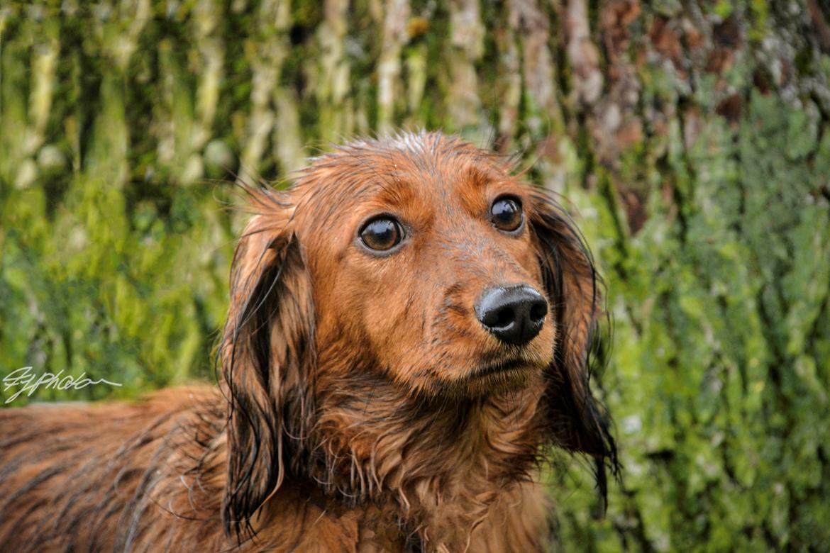 Dværggravhund Elton billede 6