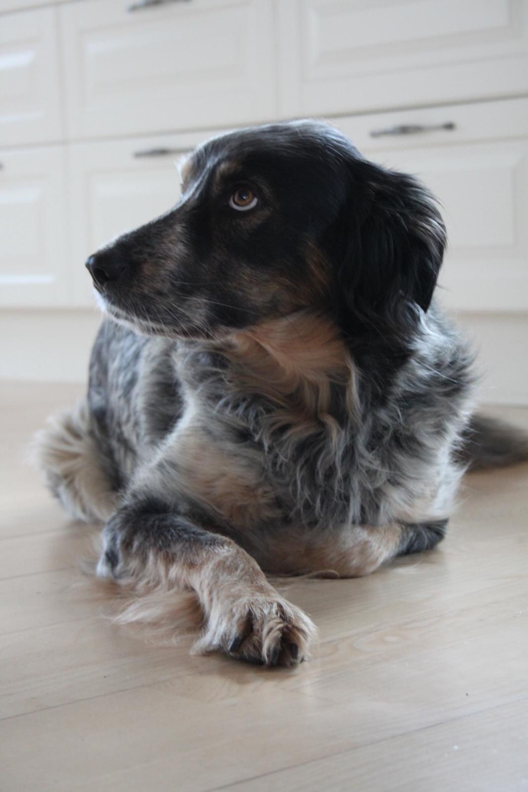 Blanding af racer Smilla billede 14