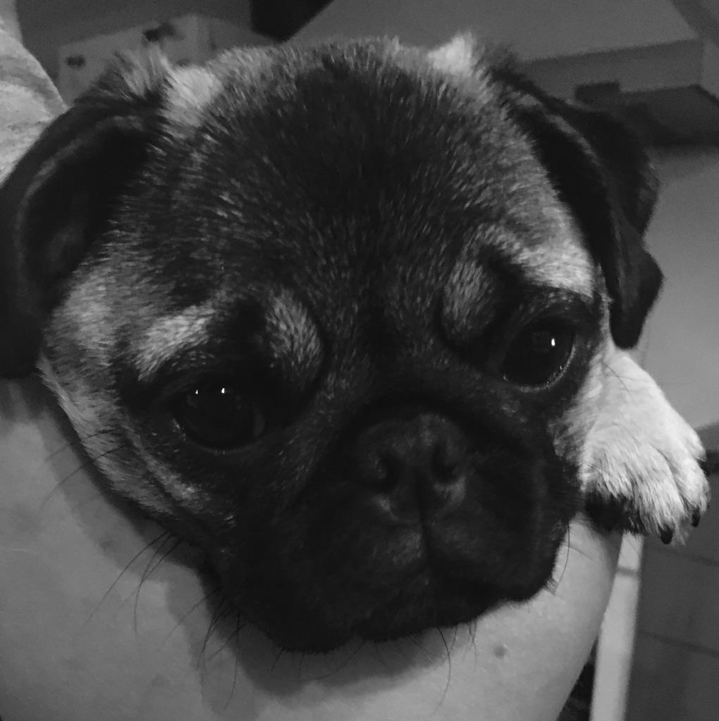 Mops Margo billede 2