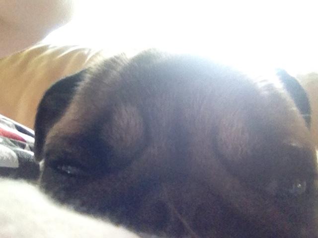 Mops Margo billede 4