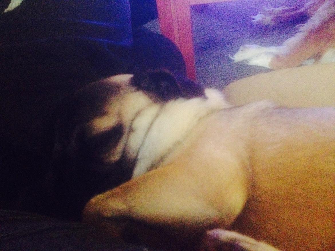 Mops Margo billede 5