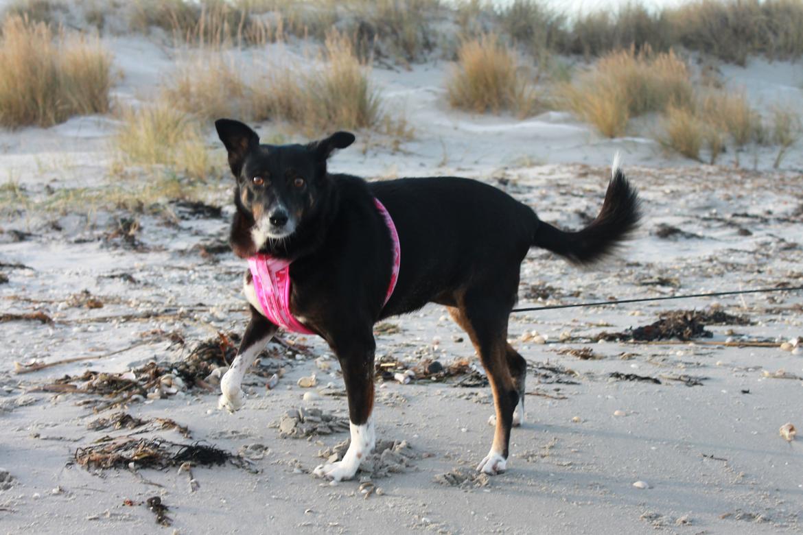 Blanding af racer Nessie billede 17