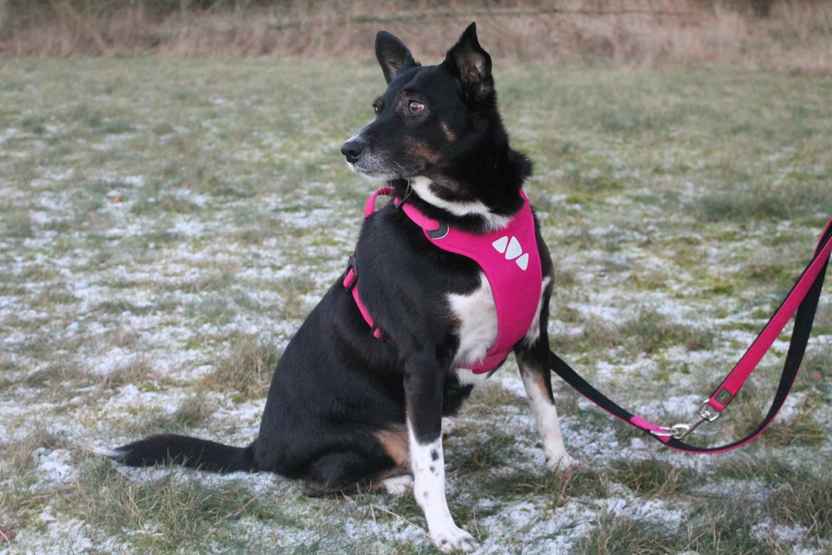 Blanding af racer Nessie billede 8