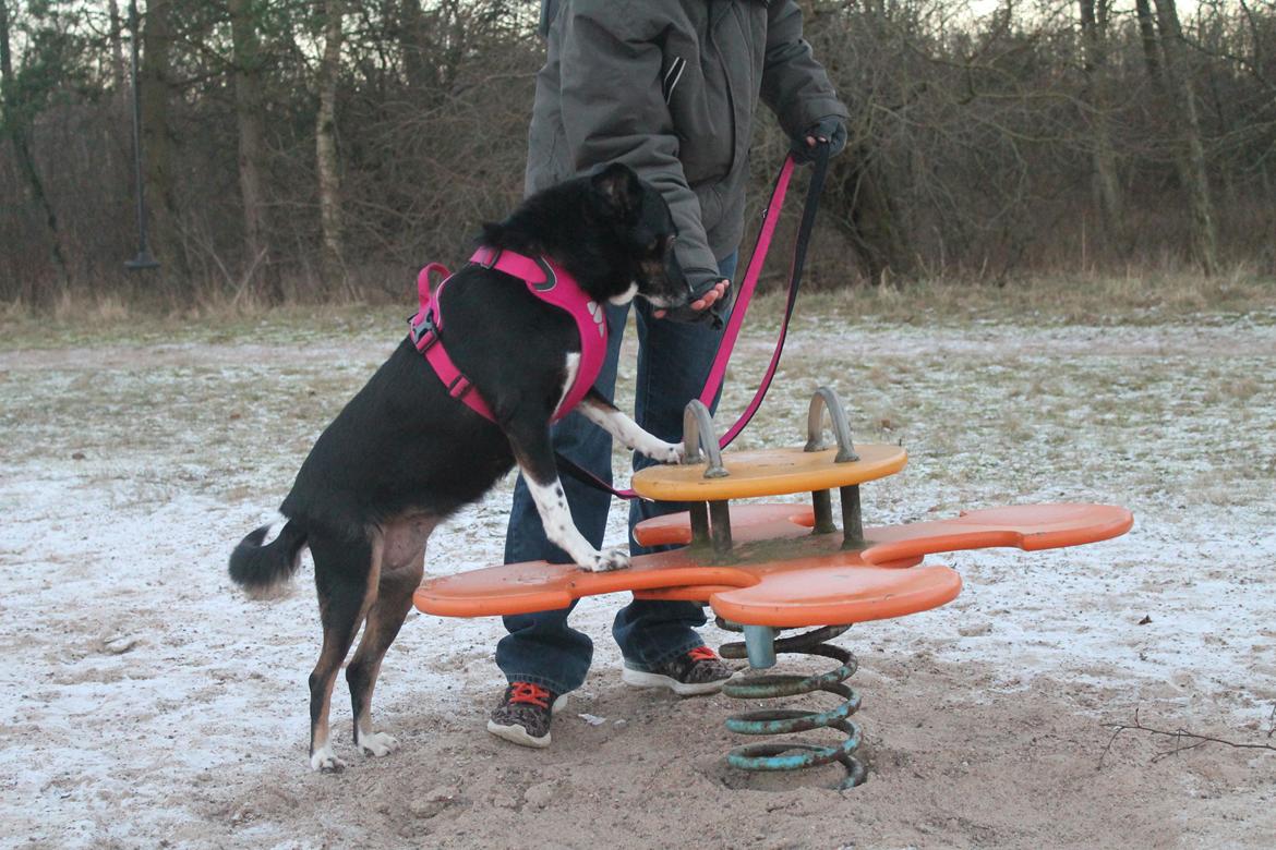 Blanding af racer Nessie billede 10