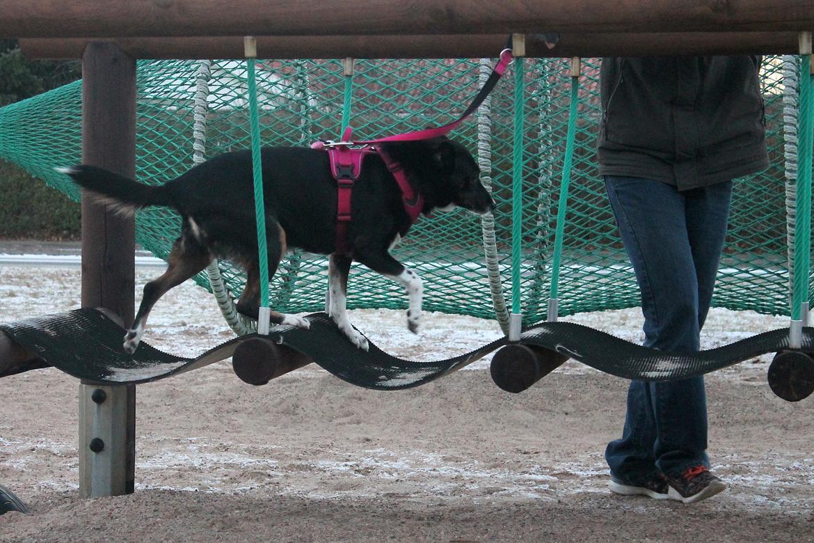 Blanding af racer Nessie billede 11