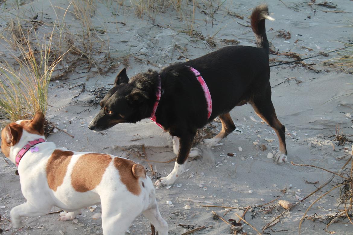 Blanding af racer Nessie billede 16