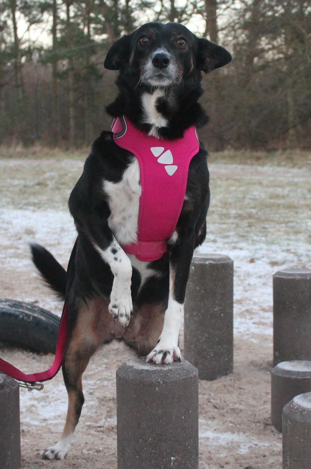 Blanding af racer Nessie billede 13