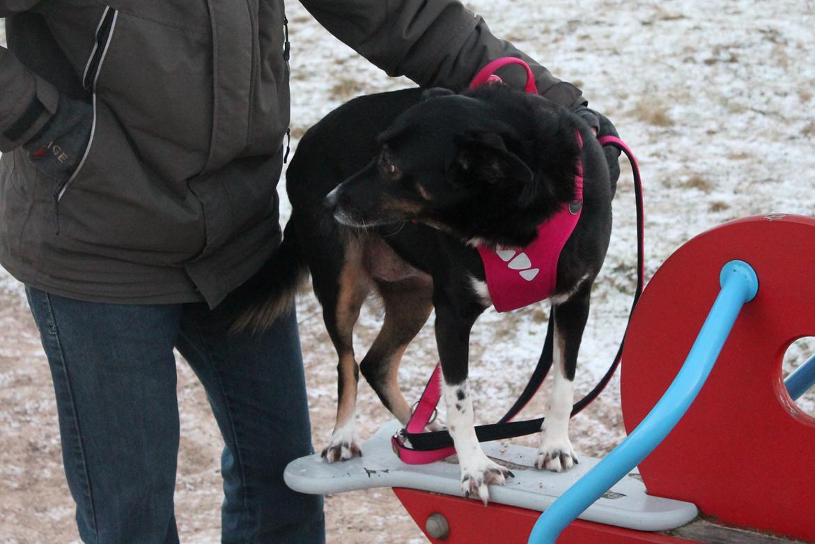 Blanding af racer Nessie billede 14