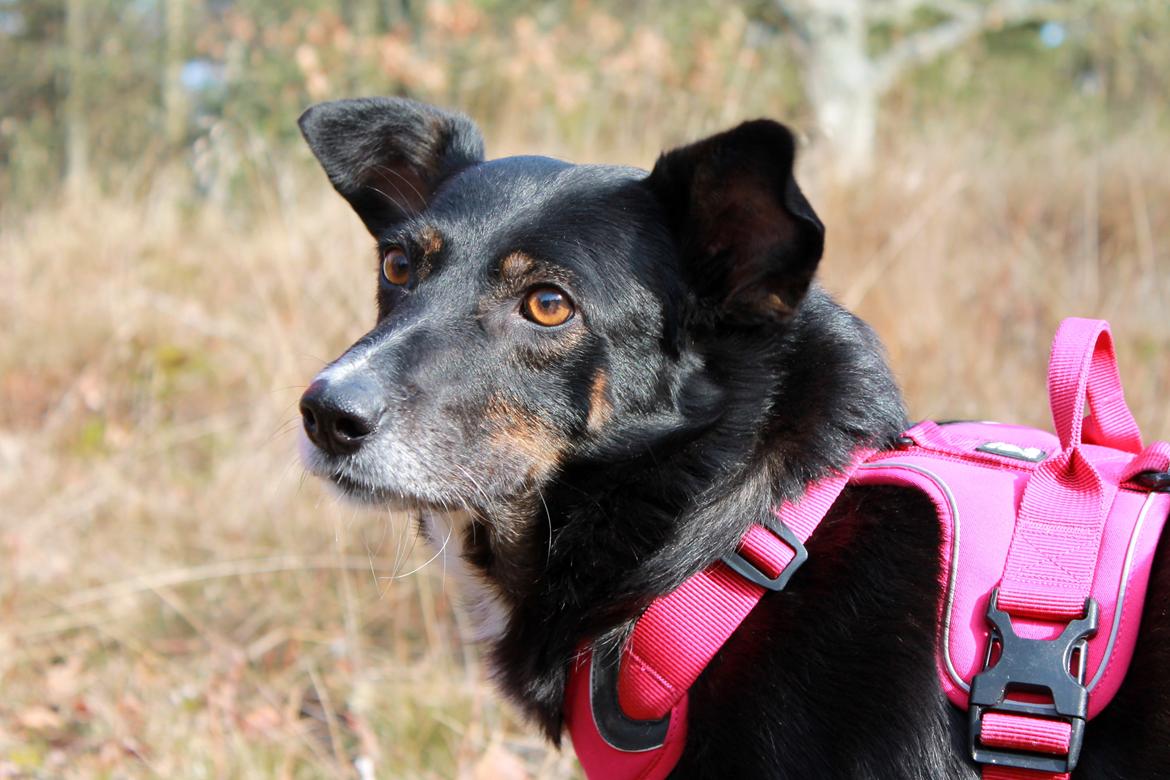 Blanding af racer Nessie billede 1