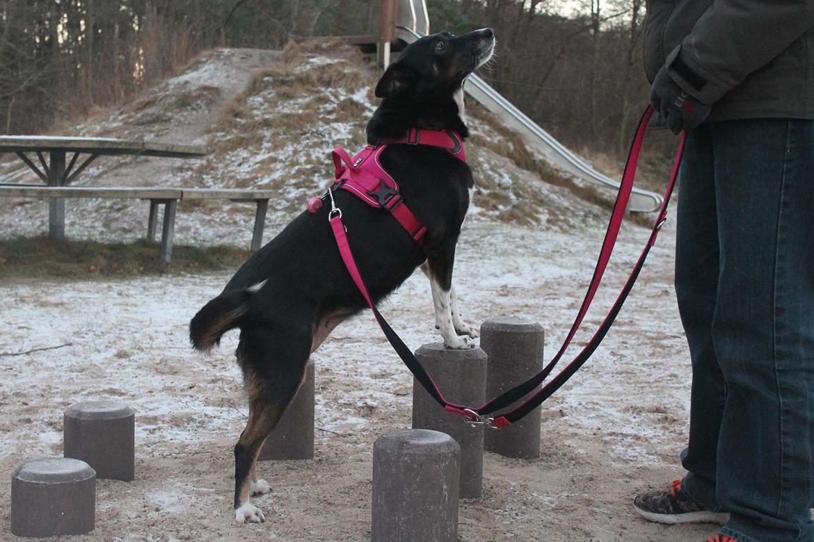 Blanding af racer Nessie billede 12