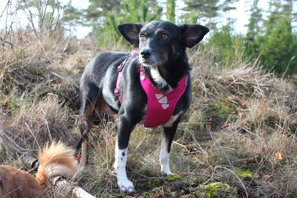 Blanding af racer Nessie billede 4