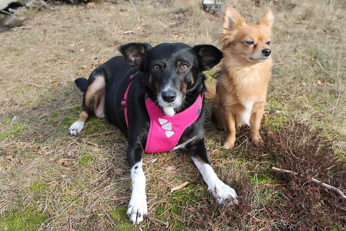 Blanding af racer Nessie billede 5