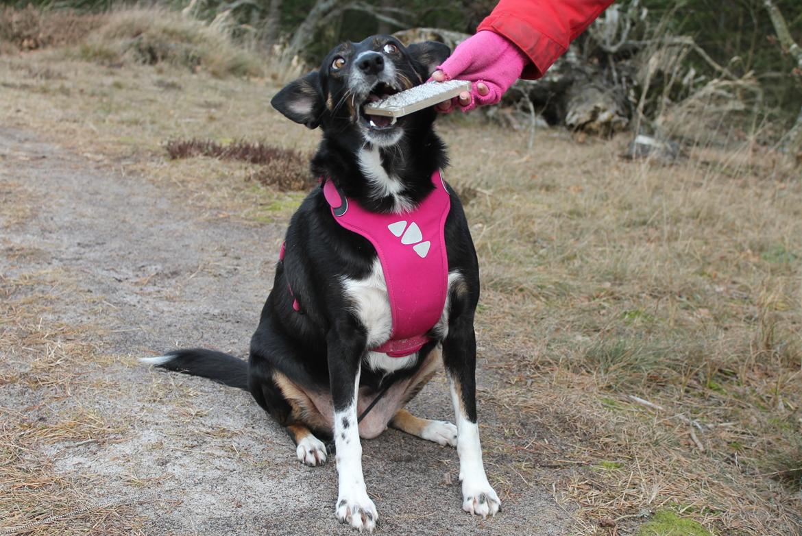 Blanding af racer Nessie billede 6