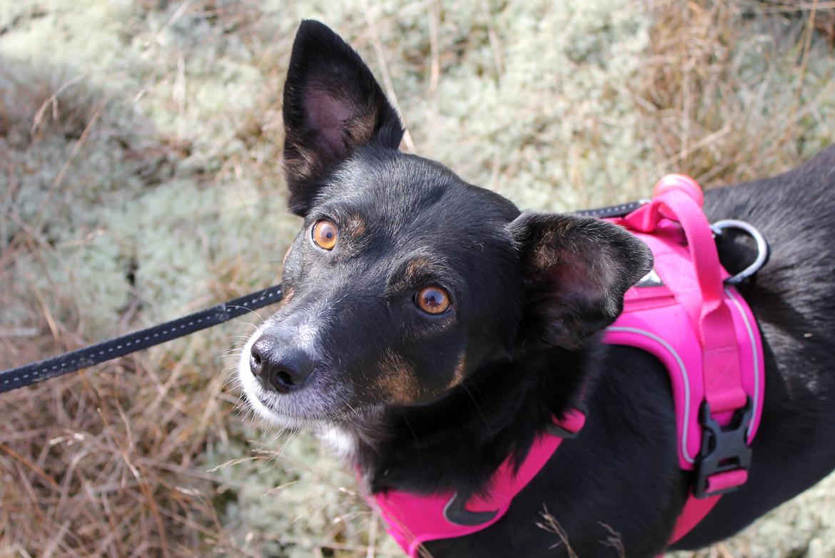 Blanding af racer Nessie billede 3