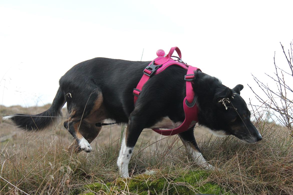 Blanding af racer Nessie billede 7