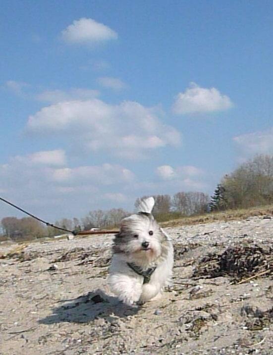 Coton de tulear King - Fejre 5 mdr dagen på stranden billede 24