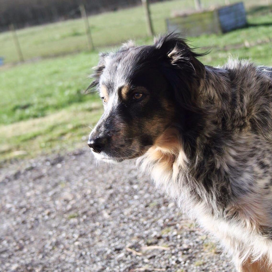 Blanding af racer Smilla billede 15