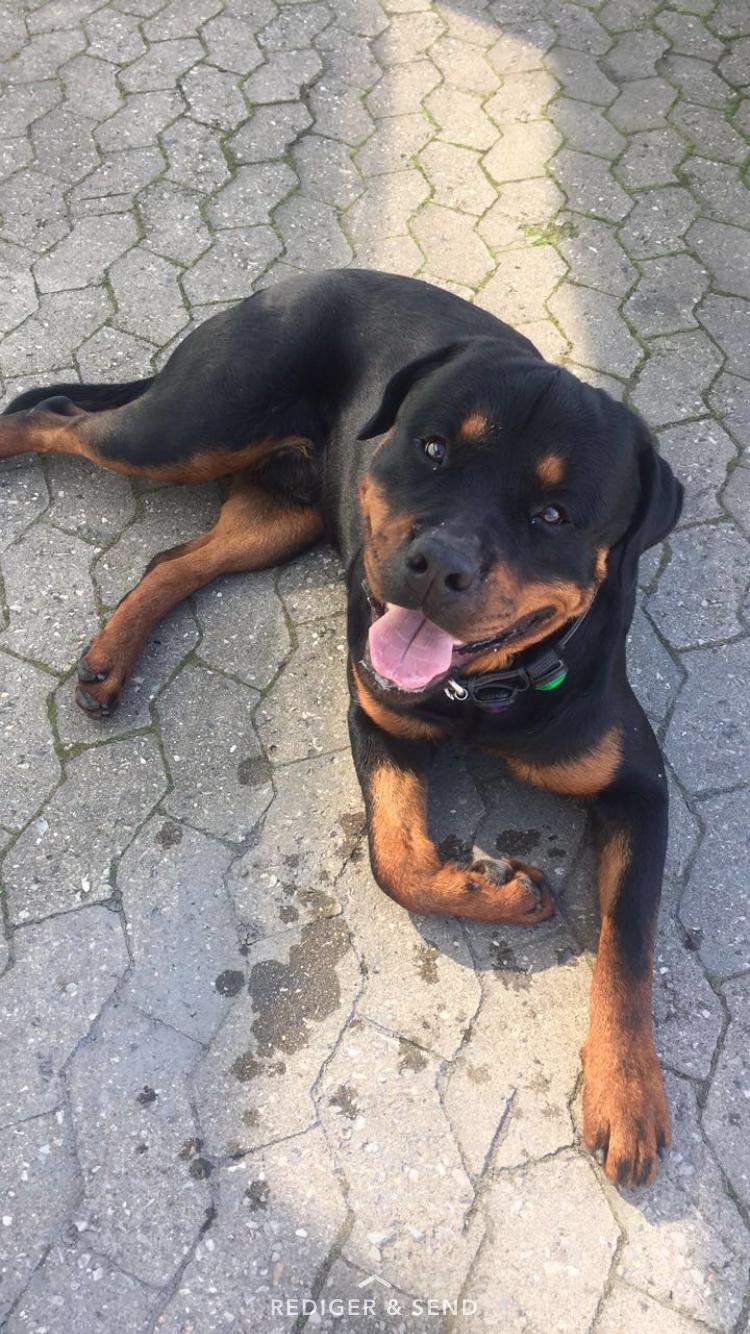 Rottweiler Ejler billede 15