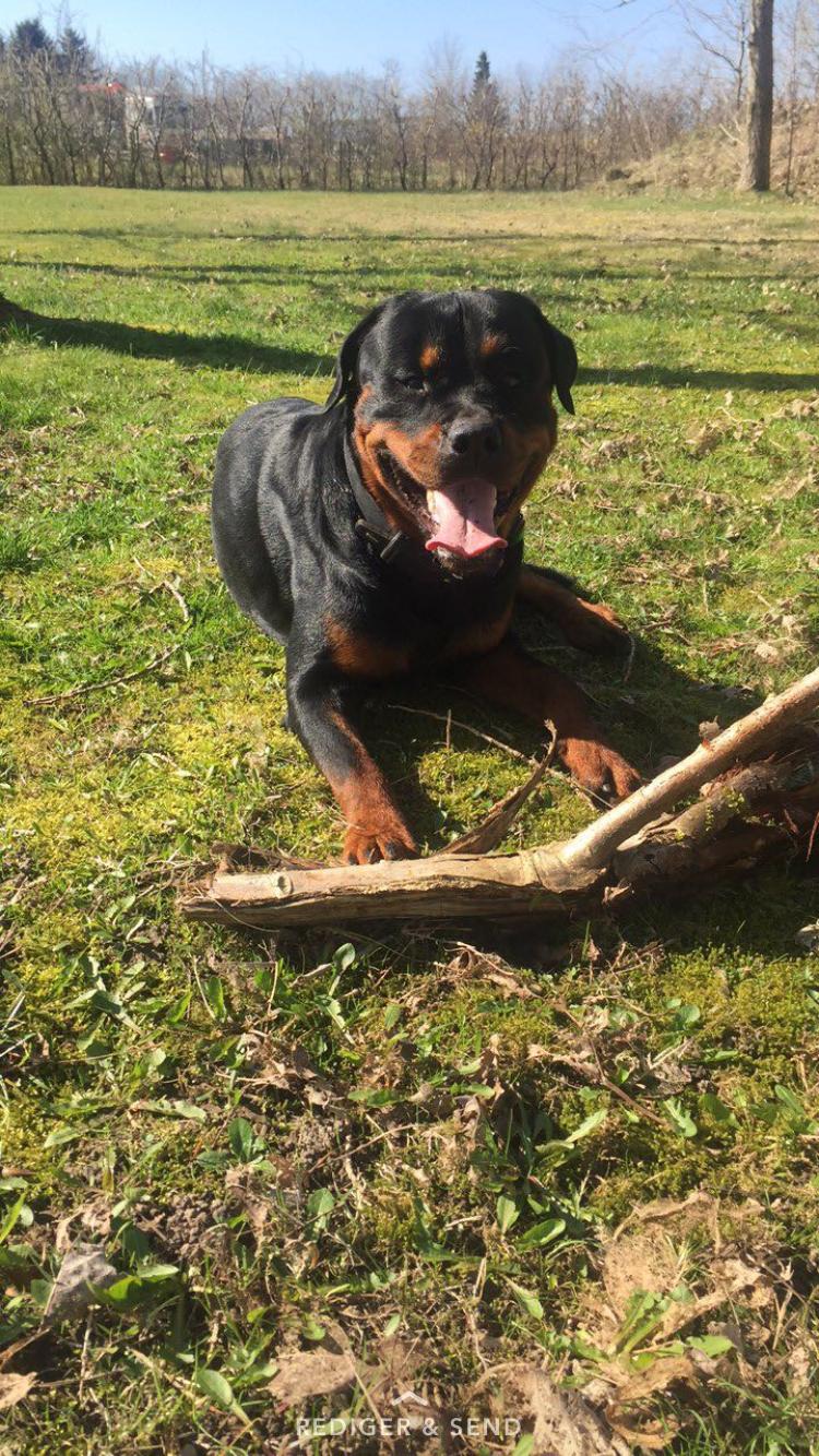 Rottweiler Ejler billede 16