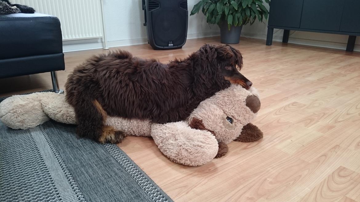 Cocker spaniel Bailey billede 16