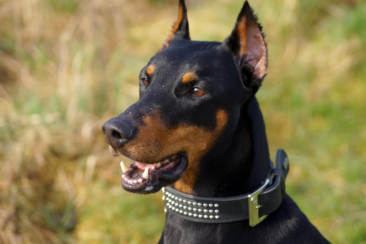 Dobermann Snoopy *Snoobs* billede 2