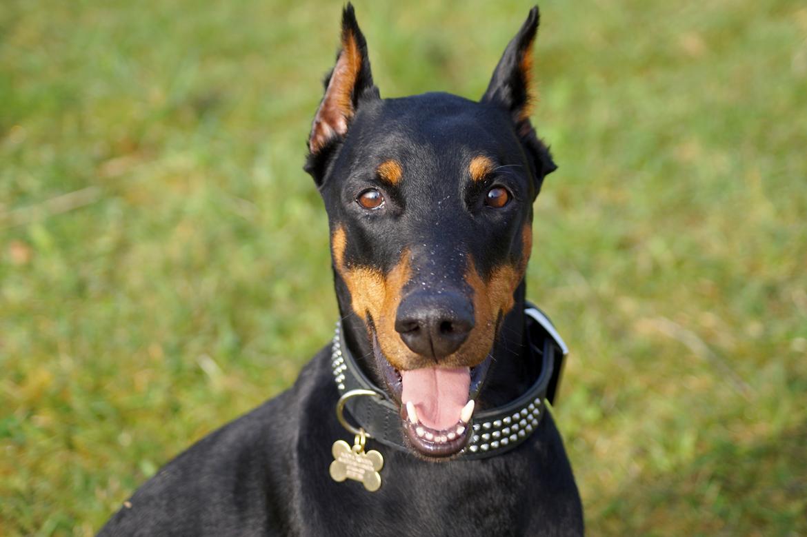 Dobermann Snoopy *Snoobs* billede 11