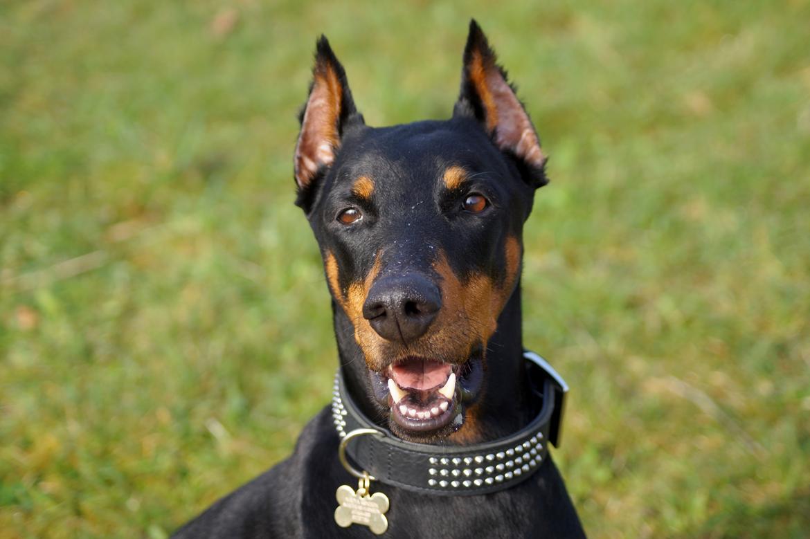 Dobermann Snoopy *Snoobs* billede 7