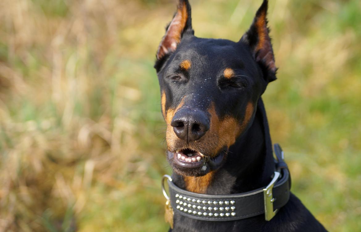 Dobermann Snoopy *Snoobs* billede 5