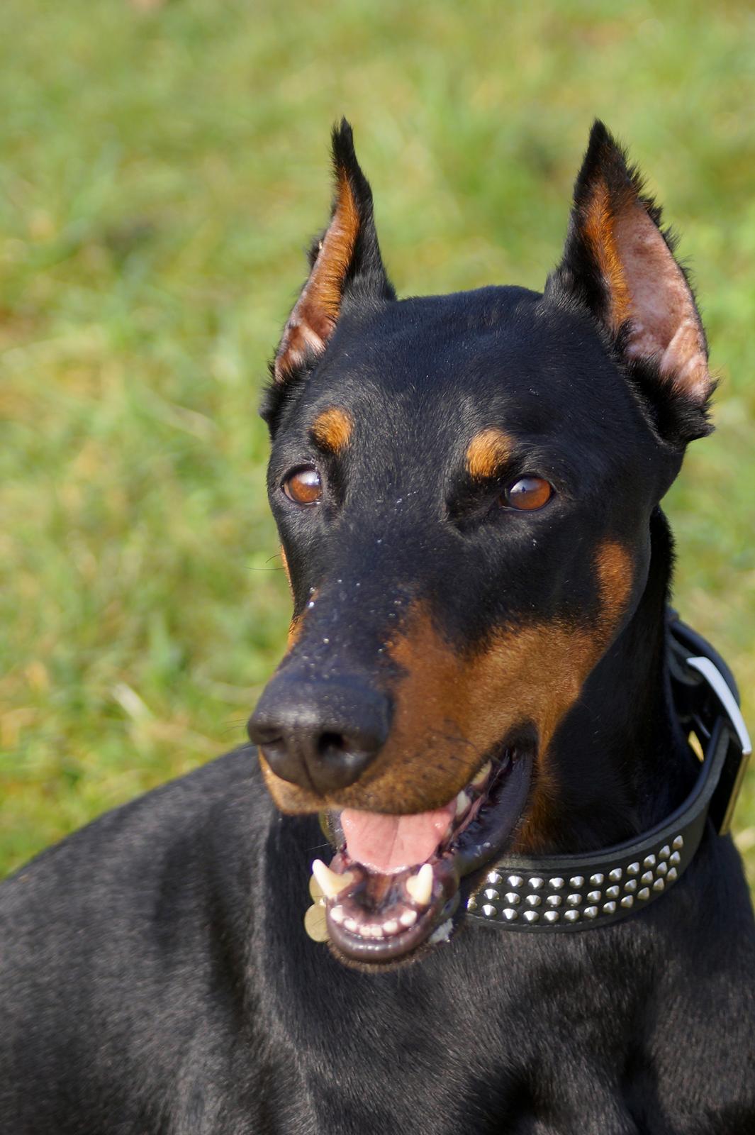 Dobermann Snoopy *Snoobs* billede 1