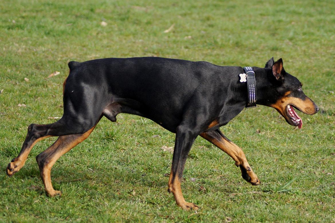 Dobermann Snoopy *Snoobs* billede 3